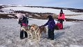 Dog sledding (34)